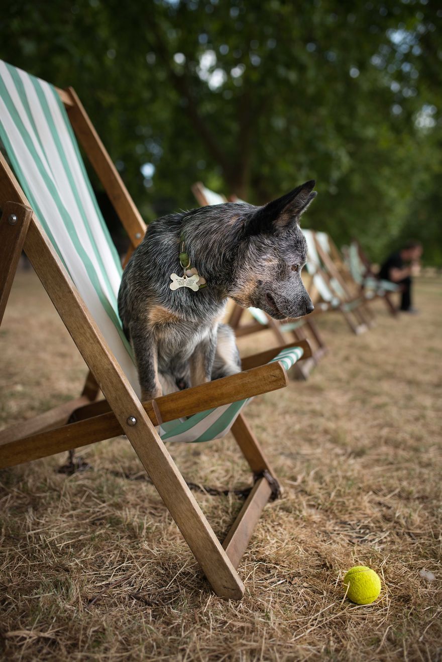A Dog’s Life In London