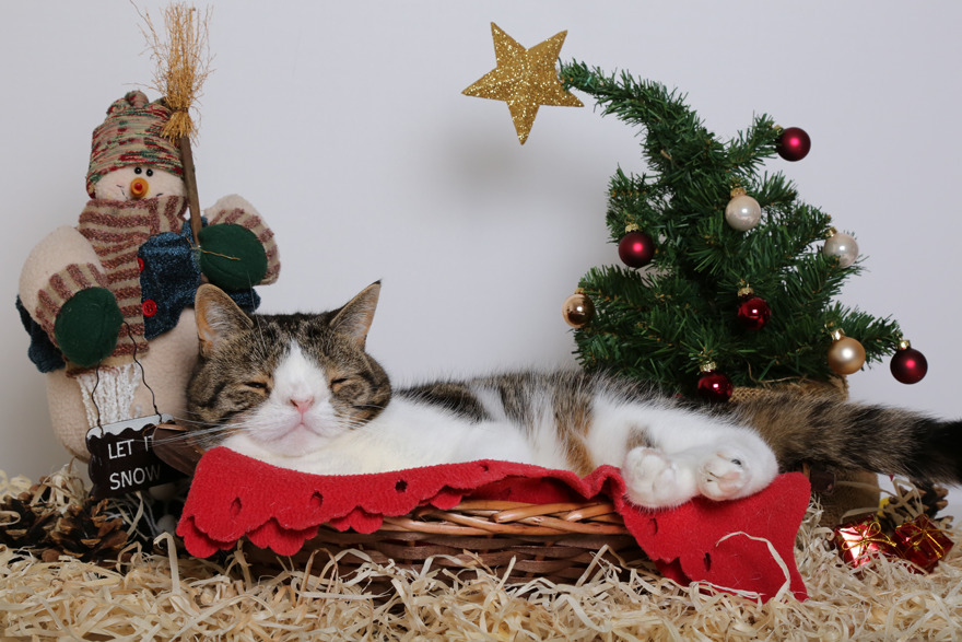 A Happy Christmas For The Homeless Cat No One Wanted