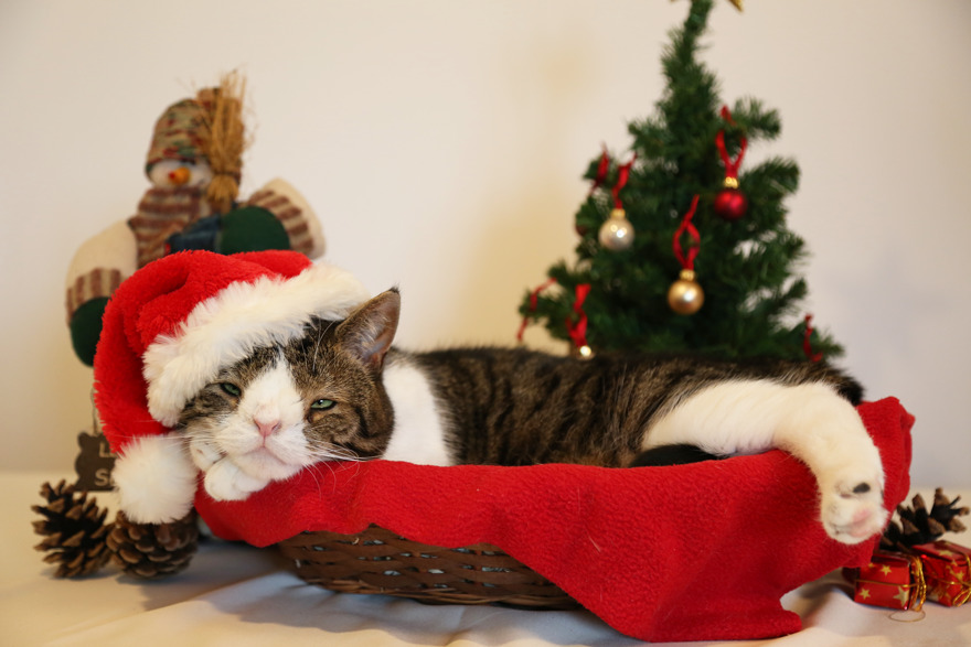 A Happy Christmas For The Homeless Cat No One Wanted