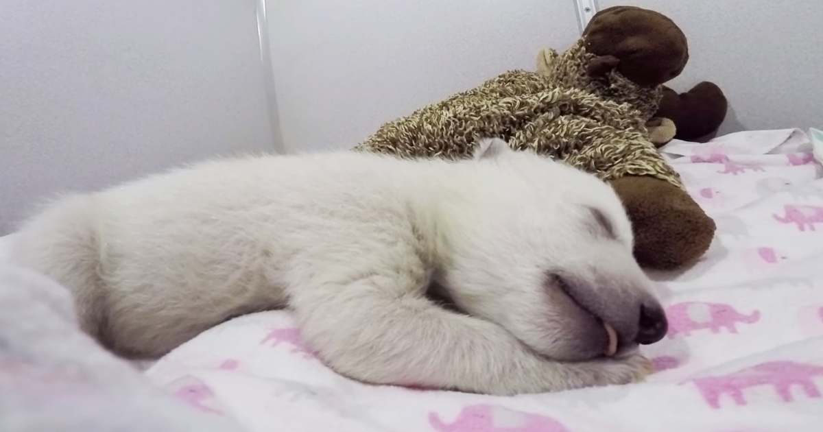Abandoned Baby Polar Bear Sleeping With A Stuffed Animal Makes Cute Sounds  | Bored Panda