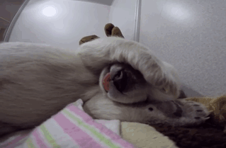Abandoned Baby Polar Bear Sleeping With A Stuffed Animal Makes Cute Sounds
