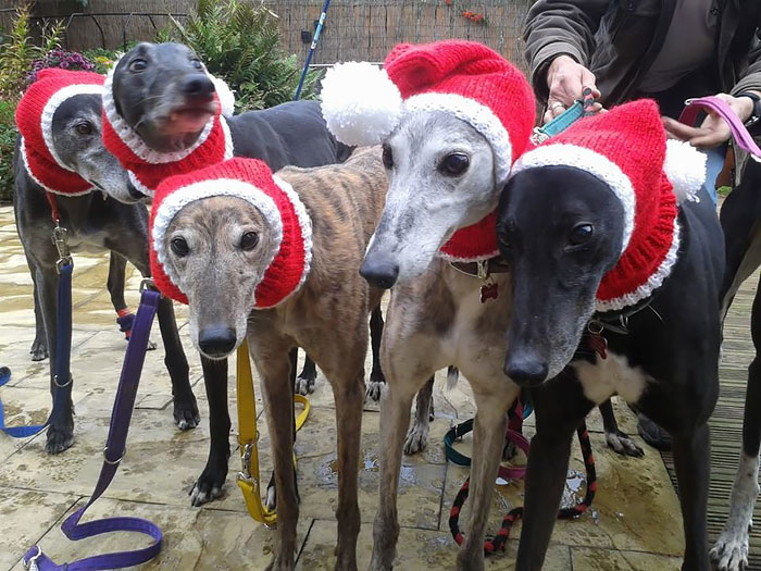 abandoned-greyhounds-christmas-sweaters-knitted-with-love-jan-brown-2