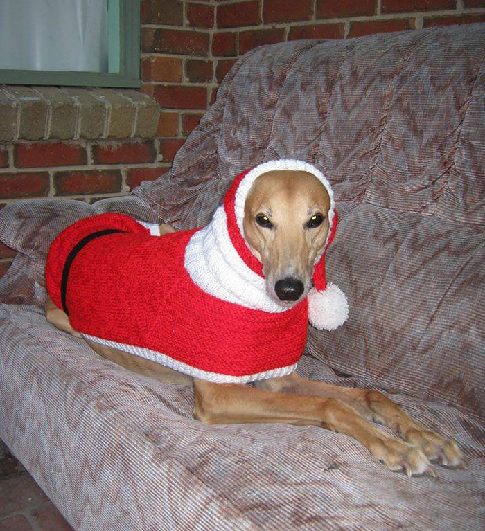 Woman Quit Her Job To Knit Sweaters For Cold Abandoned Greyhounds