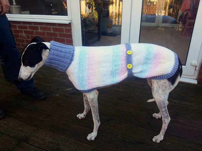 abandoned-greyhounds-christmas-sweaters-knitted-with-love-jan-brown-7