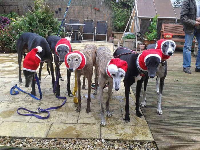 abandoned-greyhounds-christmas-sweaters-knitted-with-love-jan-brown-9