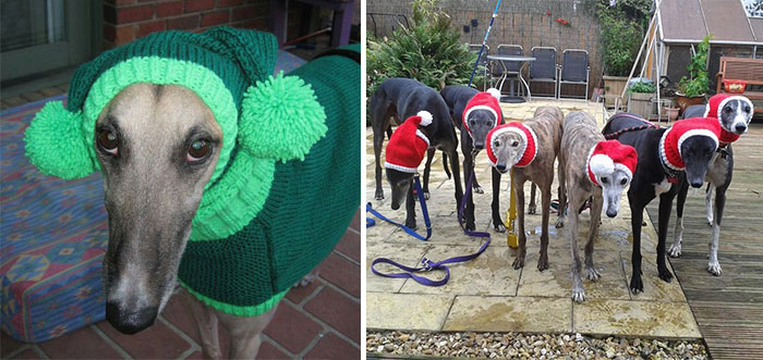 Woman Quit Her Job To Knit Sweaters For Cold Abandoned Greyhounds