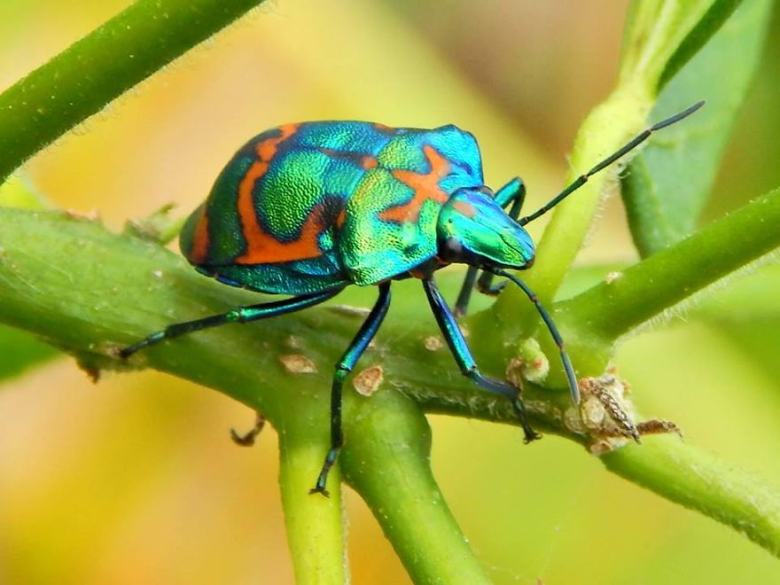 Insect Artwork