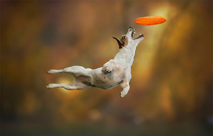 Dogs Can Fly In Funny Photo Series By Claudio Piccoli (25 Pics)