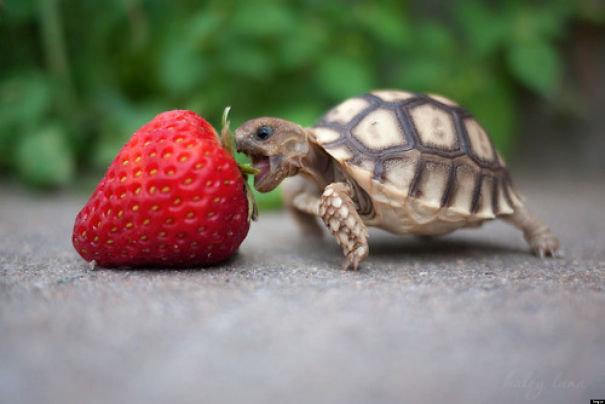 Strawberry Is To Big For The Cute Baby Turtle