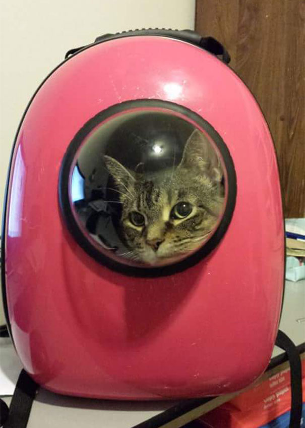 astronaut-pet-bubble-carrier-upet-8