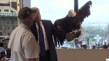 Donald Trump Gets Attacked By Bald Eagle Named Uncle Sam | Bored Panda