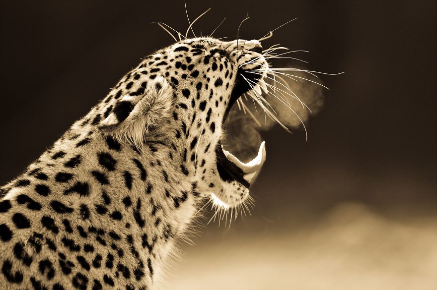 Big Cats: I've Spent 10 Years Photographing These Wild And Loving Creatures