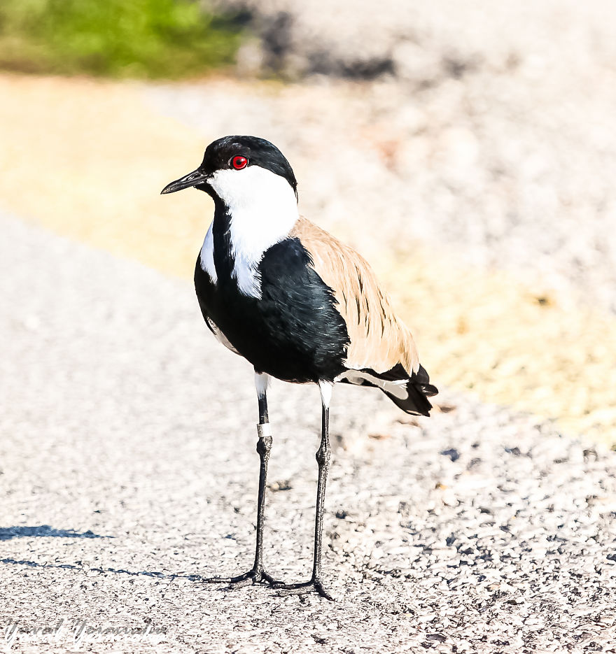 Bird Migration Season In Israel