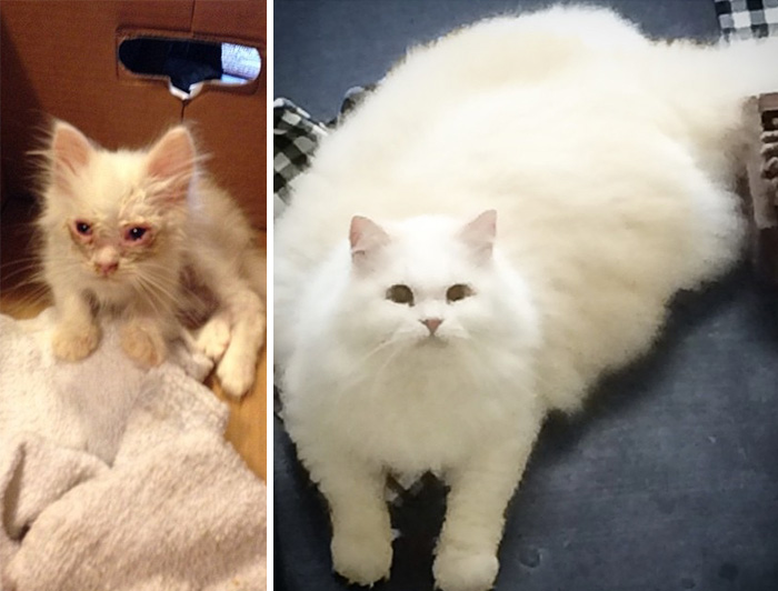 Kitten Found On Roadside Surprises Hoomins With Extreme Fluffiness