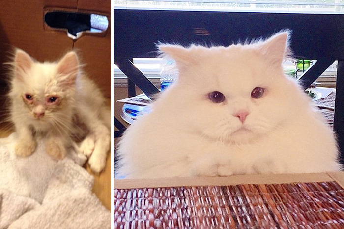 Kitten Found On Roadside Surprises Hoomins With Extreme Fluffiness