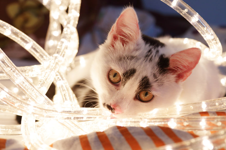 Cat Saw Christmas Lights For The First Time