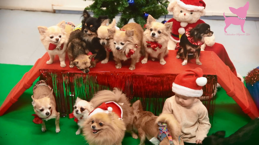 Cute Chihuahua Christmas Party :)