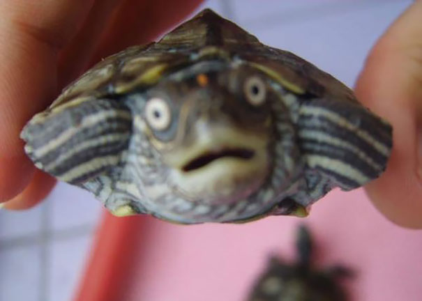 Cute Baby Turtle