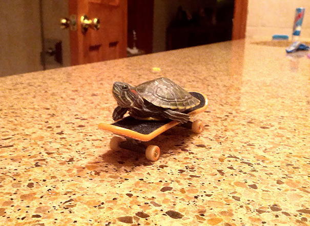 My Sister Bought A Baby Turtle