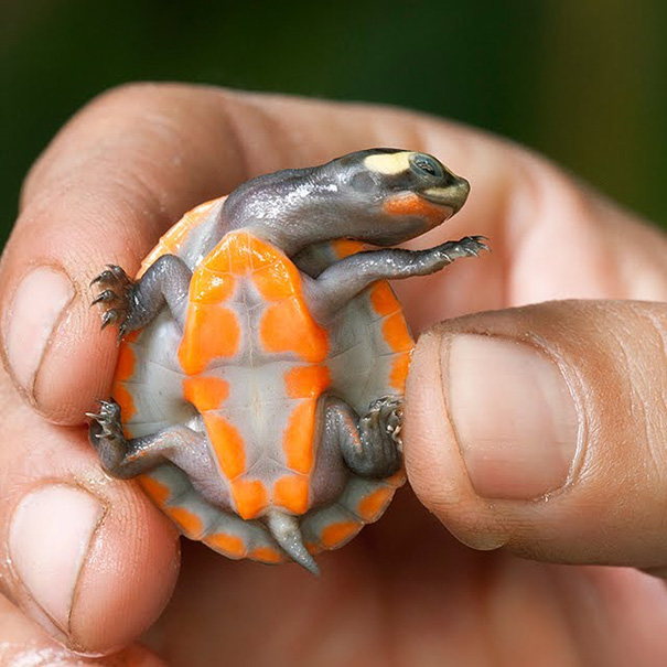 Gorgeous Baby Turtle With Bright Orange Tummy And Shell