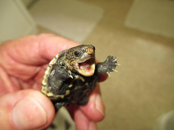Tiny Musk Turtle