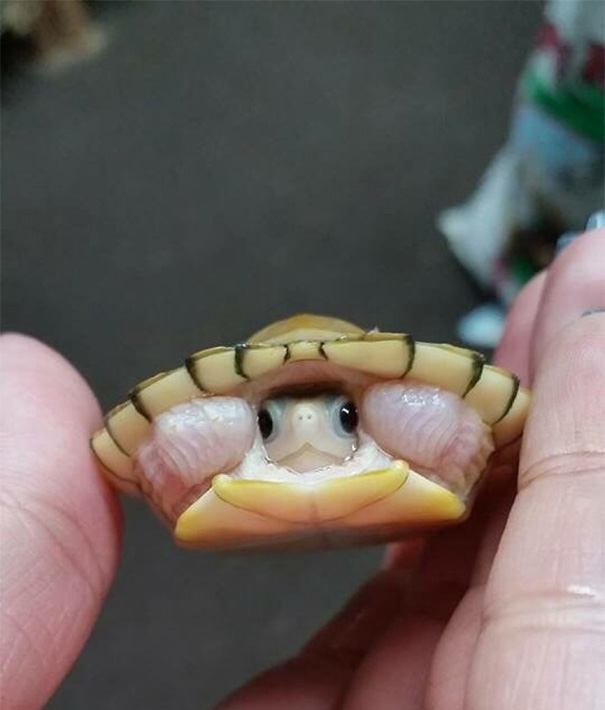My Friend's New Baby Turtle