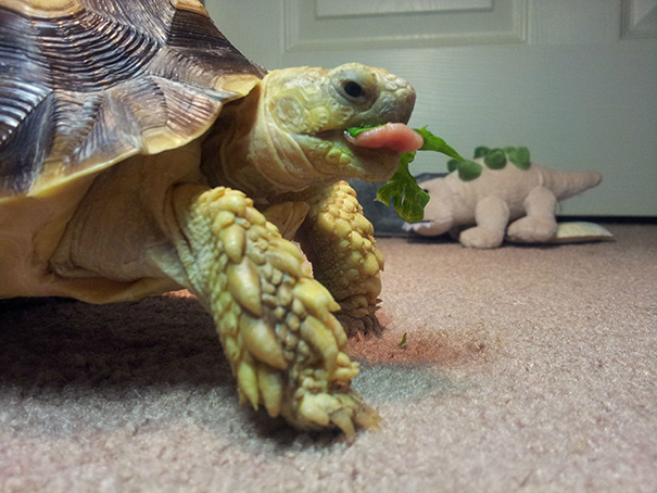 This Is My Tortoise Enjoying Some Kale