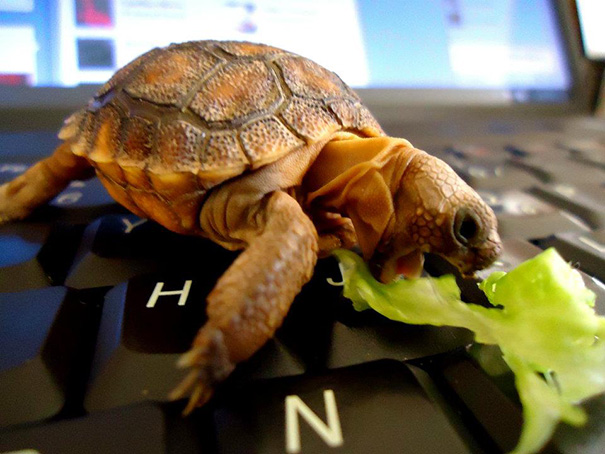 Here's A Baby Tortoise On A Laptop