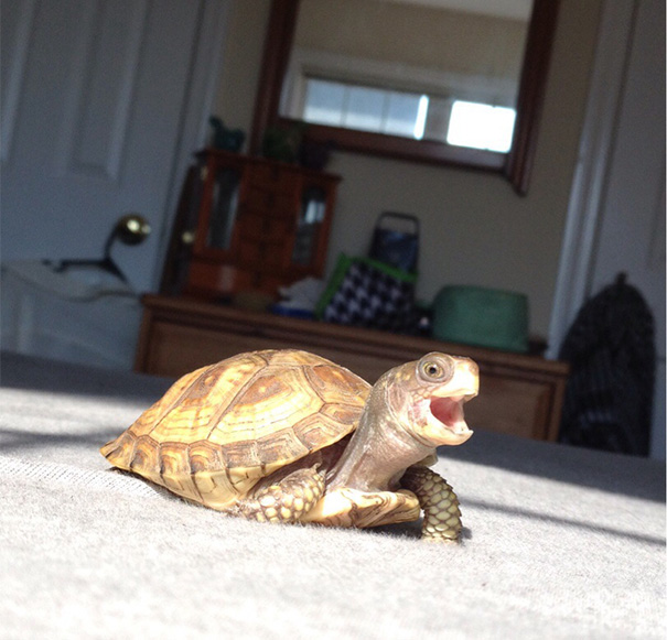 I Caught My Tortoise Happy Chirping And Just Think He's Too Adorable