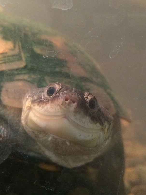 Sheldon The Photogenic Turtle