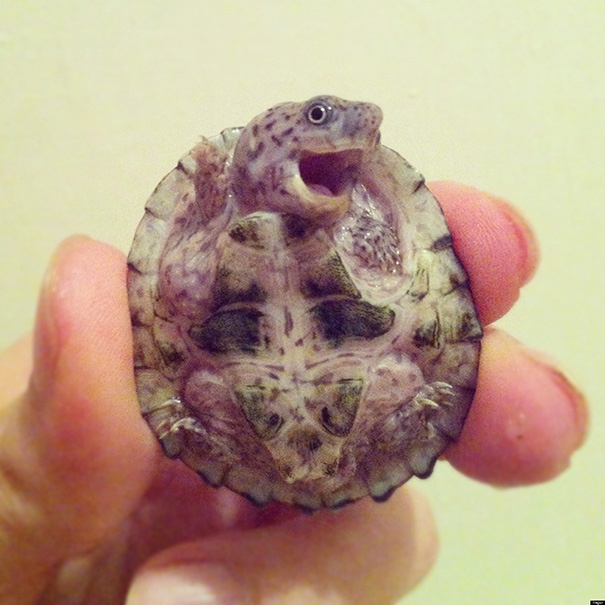 Adorable Baby Turtle That Can Cheer Anybody Up