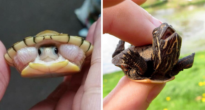 Let’s Celebrate Ninja Day By Posting Pics Of Turtles And Tortoises (61 Pics)