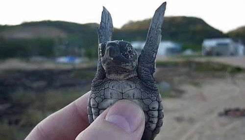 Fly Little Tortoise
