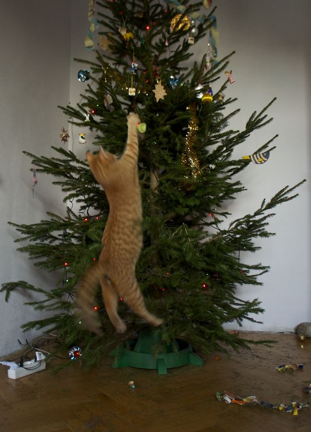 Undressing The Christmas Tree