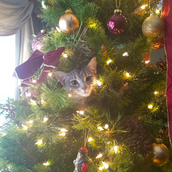 My Kitten Also Loves The Christmas Tree. Doesn't Like The Ornaments Though