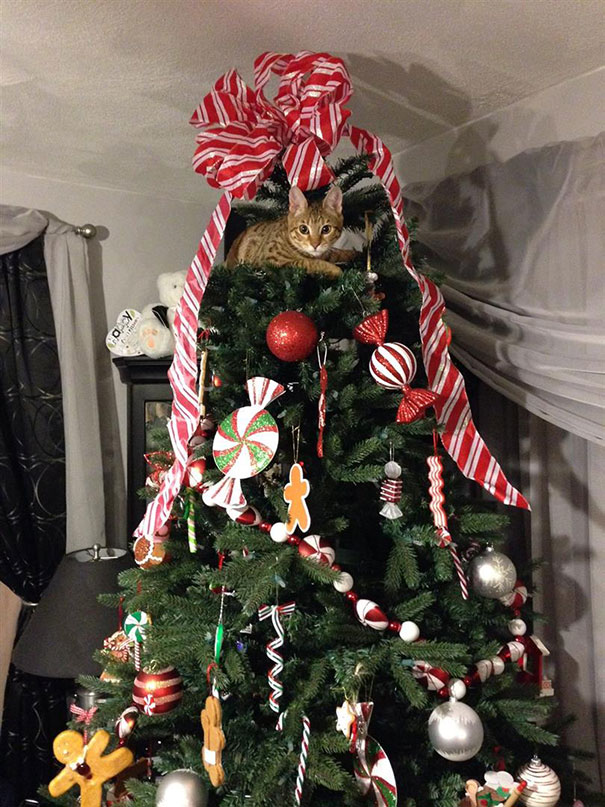 This Tree Is For Me, Right?