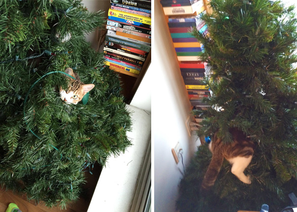 Our Cat Climbed Into Our Undecorated Tree