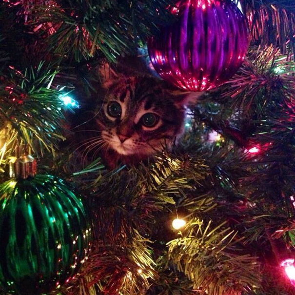 She Likes The Tree