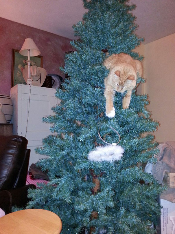 He Didn't Even Wait For The Ornaments