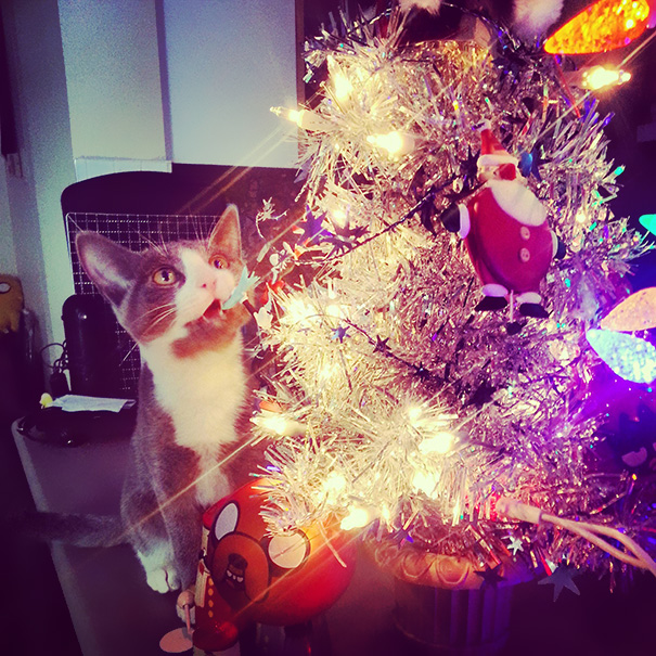 Our Christmas Tree Blew Our Kitten's Mind