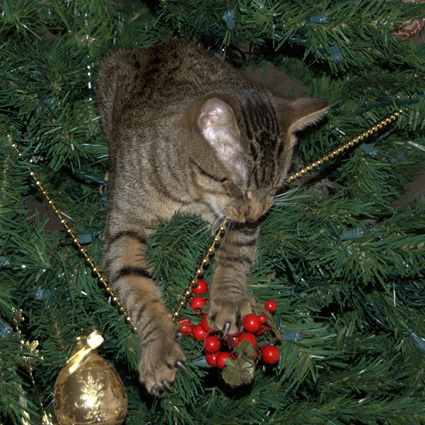 Cat Decorating Christmas Tree