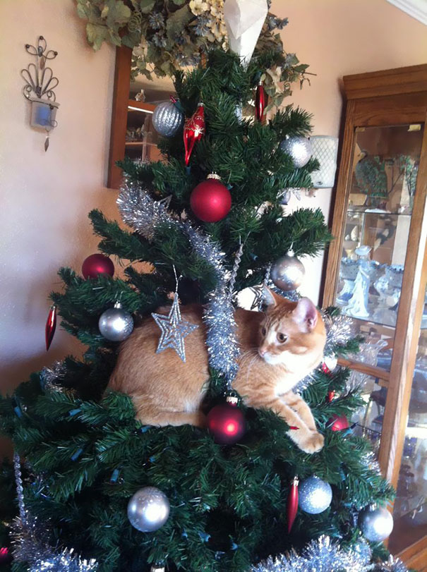 So My Cat Thinks He Is A Christmas Ornament