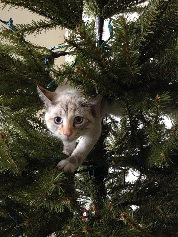 The Christmas Tree Has Helped Clara Realize Her Dream Of Being A Wild Cat