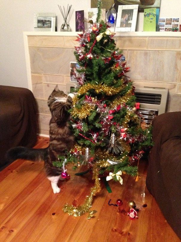 My Friend's Cat Magnus Helping Us Take Down The Christmas Tree