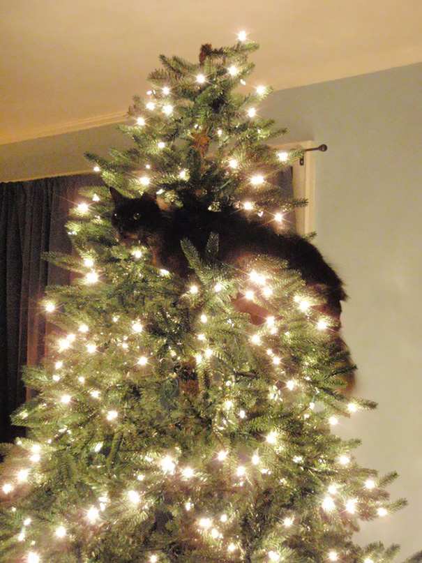 My Mom Sent Me Photos Of Her New Christmas Tree - That Cat Seems To Approve