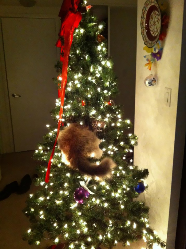 Woke Up To Our Cat Trying To Hide In The Tree