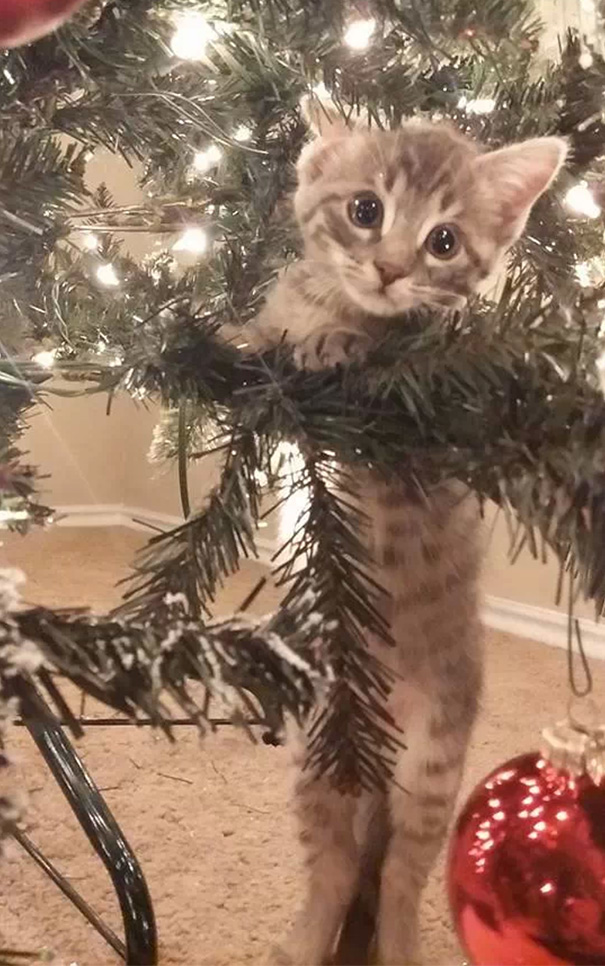 My Friend's Kitten Discovered The Christmas Tree
