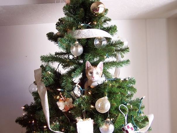 My Cat Is Decorating A Christmas Tree
