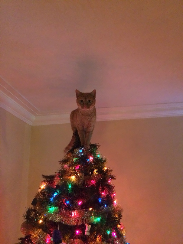 No Need To Put A Star On The Top Of The Tree Now