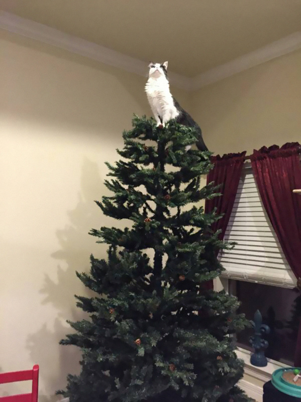 My Friend Just Sent Me A Picture Of Her Mom's Cat Looking All Majestic On The Top Of Their Christmas Tree
